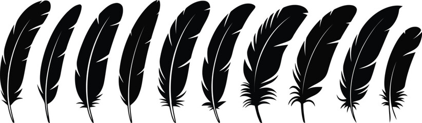 Obraz premium A collection of different black bird feathers arranged horizontally on a pure white background