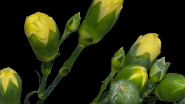 Time lapse blooming and wilting yellow Carnation (Clove pink or Dianthus caryophyllus) flower, isolated on pure black background.