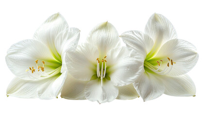 Obraz premium Three pristine white flowers, petals open, central focus, black backdrop