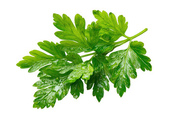 Fototapeta premium Fresh green parsley herb sprig isolated on transparent background. Fresh parsley sprig with water droplets isolated on white background.