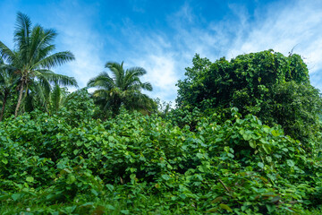 Obraz premium Lush Vegetation on Tahaa Island, French Polynesia
