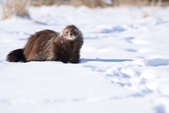 Brown angora ferret in snow