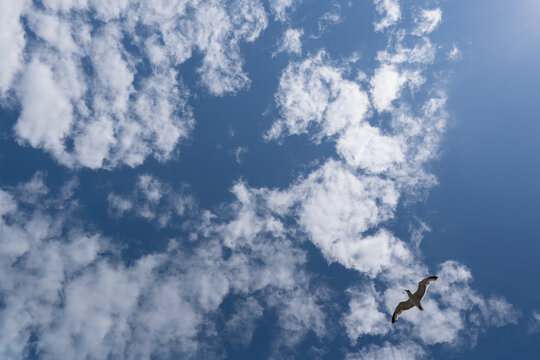 Seagull soaring gracefully against a bright blue sky scattered with soft white clouds. Minimalist composition with ample copy space, capturing freedom, movement, and open-air tranquility.