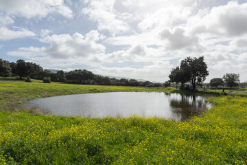 Lagoon in the Middle of the Extremadura Dehesa Landscape