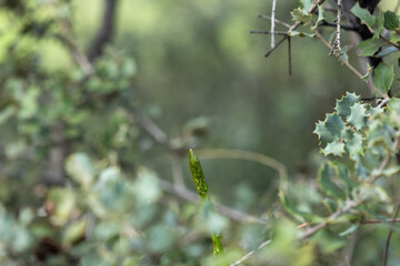 Wild Green Asparagus Macro with Soft Bokeh Background