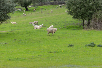 Obraz premium Sheep Grazing in the Extremadura Dehesa Landscape