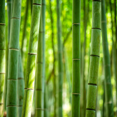 Obraz premium Green Bamboo Forest with Tall Bamboo Stems