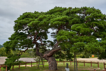 A majestic, twisted ancient pine tree stands supported by wooden beams within a fenced enclosure at the historic Andong Hahoe Village, South Korea, under a soft overcast sky in the daytime.