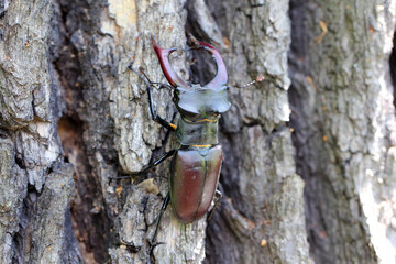 Stag Beetle, Lucanus cervus. Single adult male.