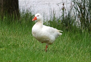 Fototapeta premium White goose balancing on one leg in green grass