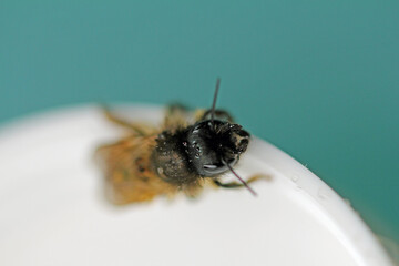 The red mason bee is out too early and needs energy in the form of sugar syrup.