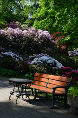 Ławka wśród kwitnących rododendronów © Ewa
