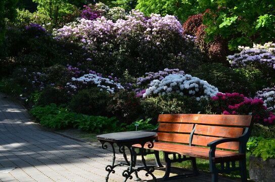 Ławka wśr&oacute;d kwitnących rododendron&oacute;w