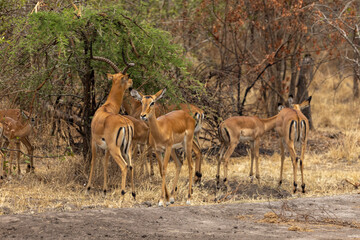 Naklejka premium Common Impala herd in Akagera National Park in Rwanda Africa RWA