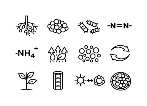 Nitrogen fixation in root nodules. Line icon set of Nitrogen fixation in root nodules: legume root, root nodules, rhizobia bacteria, nitrogen