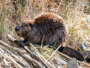 large beaver with orange teeth working on a log © SurfyArt