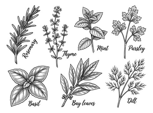 Set of labeled culinary herbs in engraved botanical set