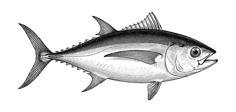 Albacore longfin tuna fish vintage engraving style
