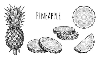 Pineapple fruit and slices vintage engraving set