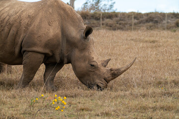 Obraz premium Large Rhinos in Africa grazing on grass, safari animals