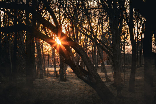 sunset in the woods