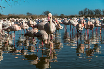 Naklejka premium Flamant rose en Camargue au printemps aux Saintes-Maries-de-la-Mer. Bouches du Rhône