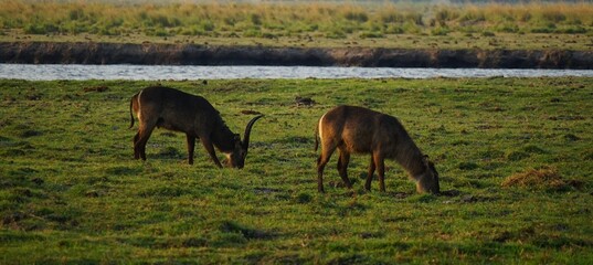 Male and female waterbucks with brown coats graze on a lush green meadow in Chobe National Park in Botswana, Africa. Kobus ellipsiprymnus. © Thomas