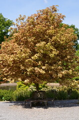 Klon jawor - pełny pokrój drzewa © Ewa