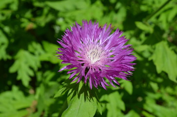 Chaber białawy w zbliżeniu © Ewa