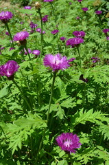 Chaber białawy w ogrodzie © Ewa