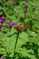 Chaber białawy w ogrodzie © Ewa