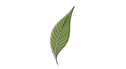 Fototapeta premium Simple green leaf illustration with detailed veins and a black outline shown vertically against a clean white background.