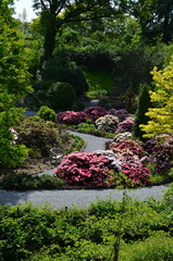 Kwitnące różaneczniki przy ścieżce w arboretum © Ewa