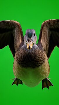 Pato salvaje volando con movimiento natural y alas extendidas sobre fondo verde uniforme chroma key, iluminaci&oacute;n neutra y calidad 4K ideal para edici&oacute;n y composici&oacute;n.