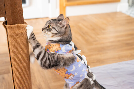 Cat wearing a colorful post-surgery recovery suit climbs a scratching post in a cozy indoor setting with wooden flooring and soft lighting