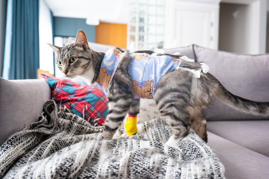 Cat wearing a colorful post-surgery recovery suit stands on a couch, surrounded by a cozy blanket and soft furnishings in a modern living room setting