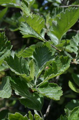 Jarząb szwedzki (Sorbus intermedia) &ndash; liście w świetle słonecznym