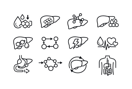 Liver and Digestive Metabolism. Line icon set of Liver and Digestive Metabolism: glucose regulation, glycogen storage, amino acid processing,