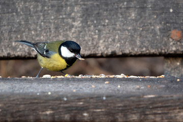 great tit © waechter-media.de