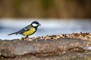 great tit © waechter-media.de