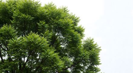 a large tree with a clock on it