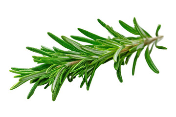 Fototapeta premium Fresh rosemary herb sprig isolated on transparent background. Fresh green rosemary sprig isolated on white background.