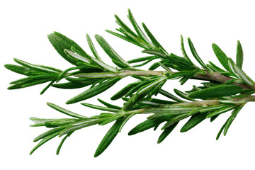 Fototapeta premium Fresh rosemary herb sprig isolated on transparent background. Fresh aromatic rosemary sprig, essential kitchen herb isolated on white background.