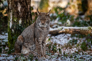 M&uuml;der Luchs