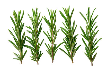 Obraz premium Five sprigs of fresh rosemary isolated on transparent background. Fresh green rosemary herb sprigs isolated on white background.