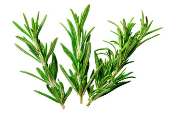 Obraz premium Fresh rosemary sprigs isolated on transparent background. Fresh vibrant green rosemary sprigs isolated on white background.