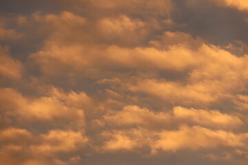 Obraz premium Backlit Thorny Stem of Japanese Wineberry in Winter – Rubus phoenicolasius