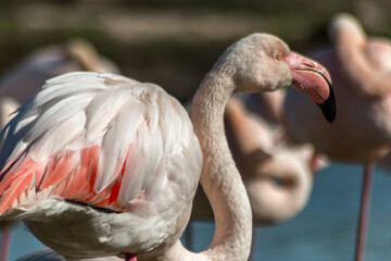 Flamant rose en Camargue au printemps aux Saintes-Maries-de-la-Mer. Bouches du Rh&ocirc;ne