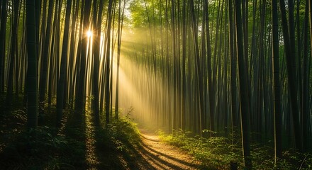 Obraz premium Serene Bamboo Forest with Sunlight Filtering.