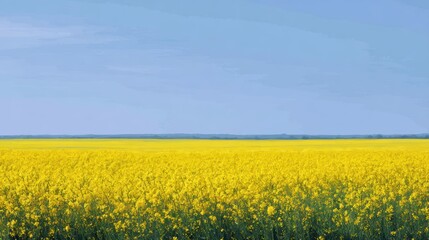 Obraz premium canola rapeseed yellow field under blue sky, rural agricultural landscape, spring countryside, farming industry